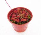 花盆(A60)口径6厘米0.07升|种植茅膏草捕虫堇迷你植物|3个起发