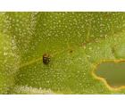 恶魔之爪（种子）(Ibicella lutea)黄花单角胡麻