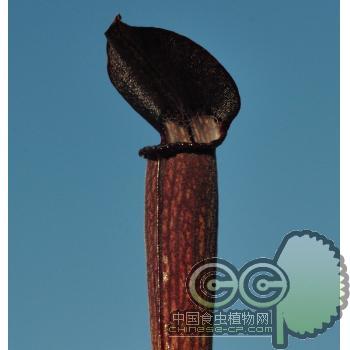 红瓶子草（海湾）(Sarracenia rubra ssp.gulfensis)