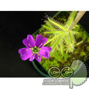岩蔷薇茅膏菜(D.cistiflora)稀有大花直立茅